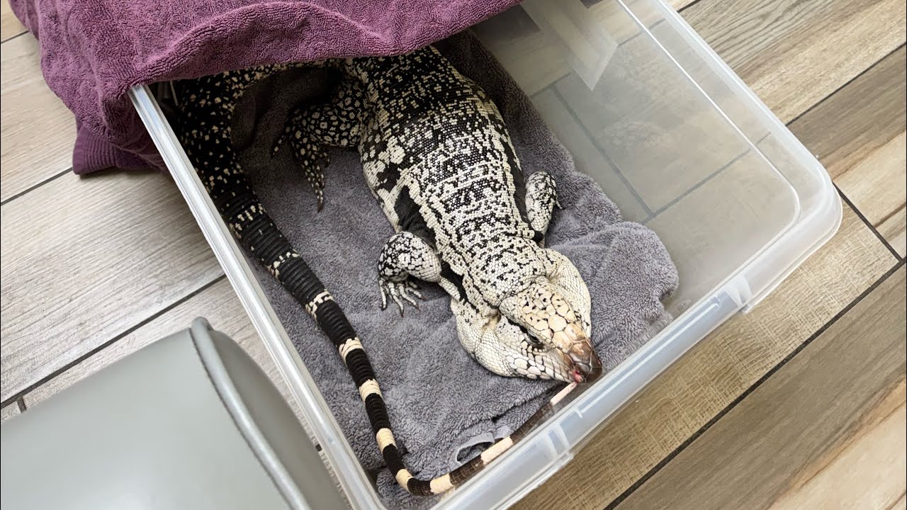 Taking my tegu Kush to the vet