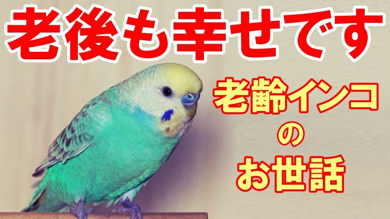 【セキセイインコ】老インコのお世話で気を付けてあげたいこと