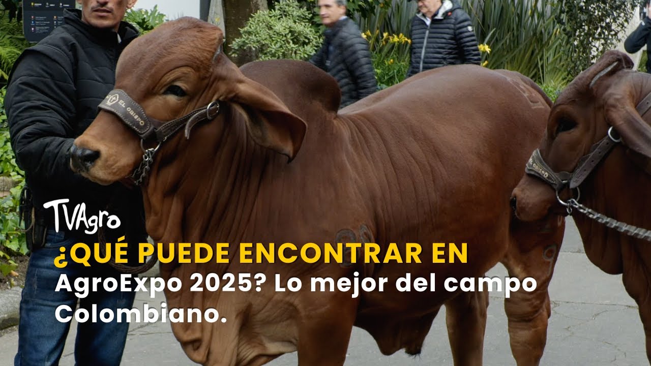 ¿Qué puede encontrar en AgroExpo 2025? Lo mejor del campo Colombiano - TvAgro por Juan Gonzalo Angel