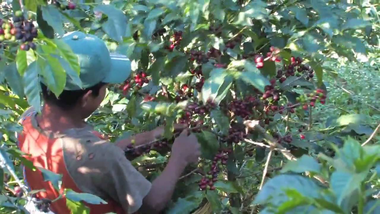 Origin_Specialty Coffee In The Guatemala Highlands