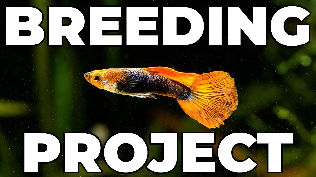 My New Breeding Setup | Guppies, Least Killifish, And More!