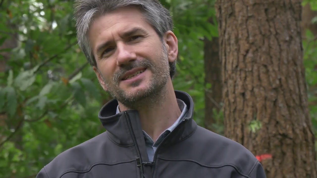 SIGCA - Videoguía sobre trazabilidad de la madera de pino marítimo (por Agresta S. Coop.)