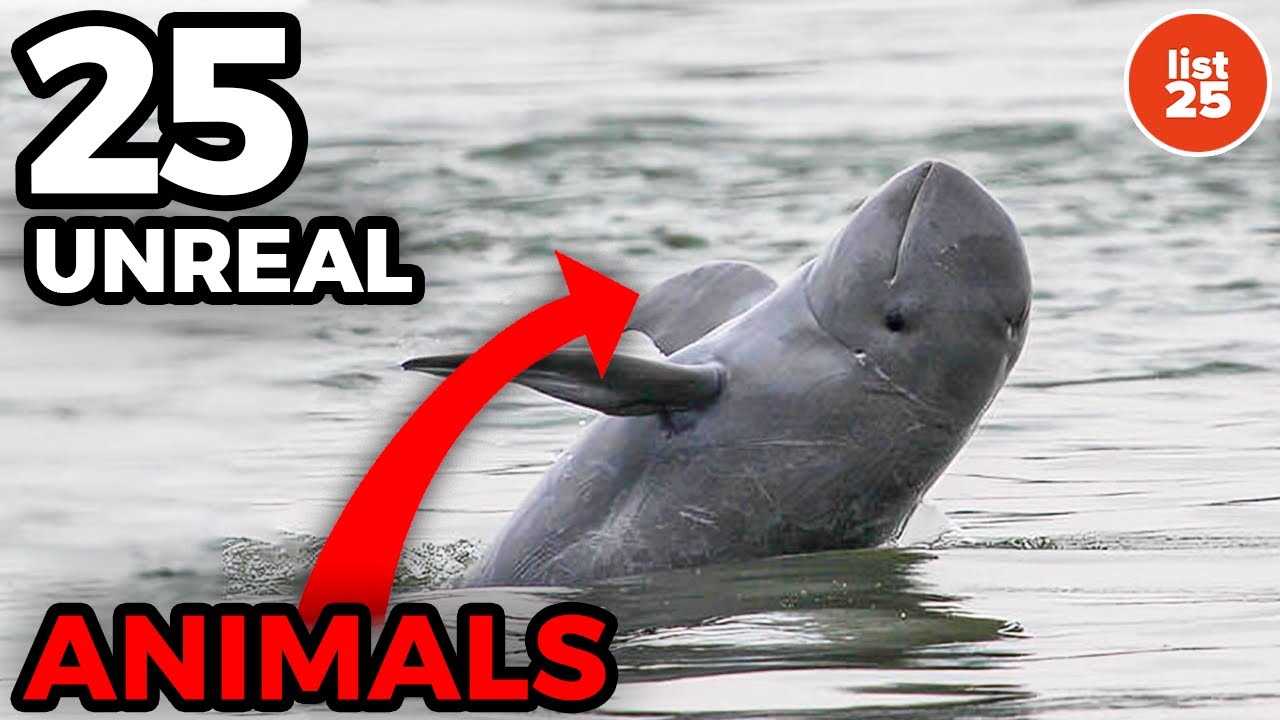 25 Unreal Animals You Won&rsquo;t Believe Exist