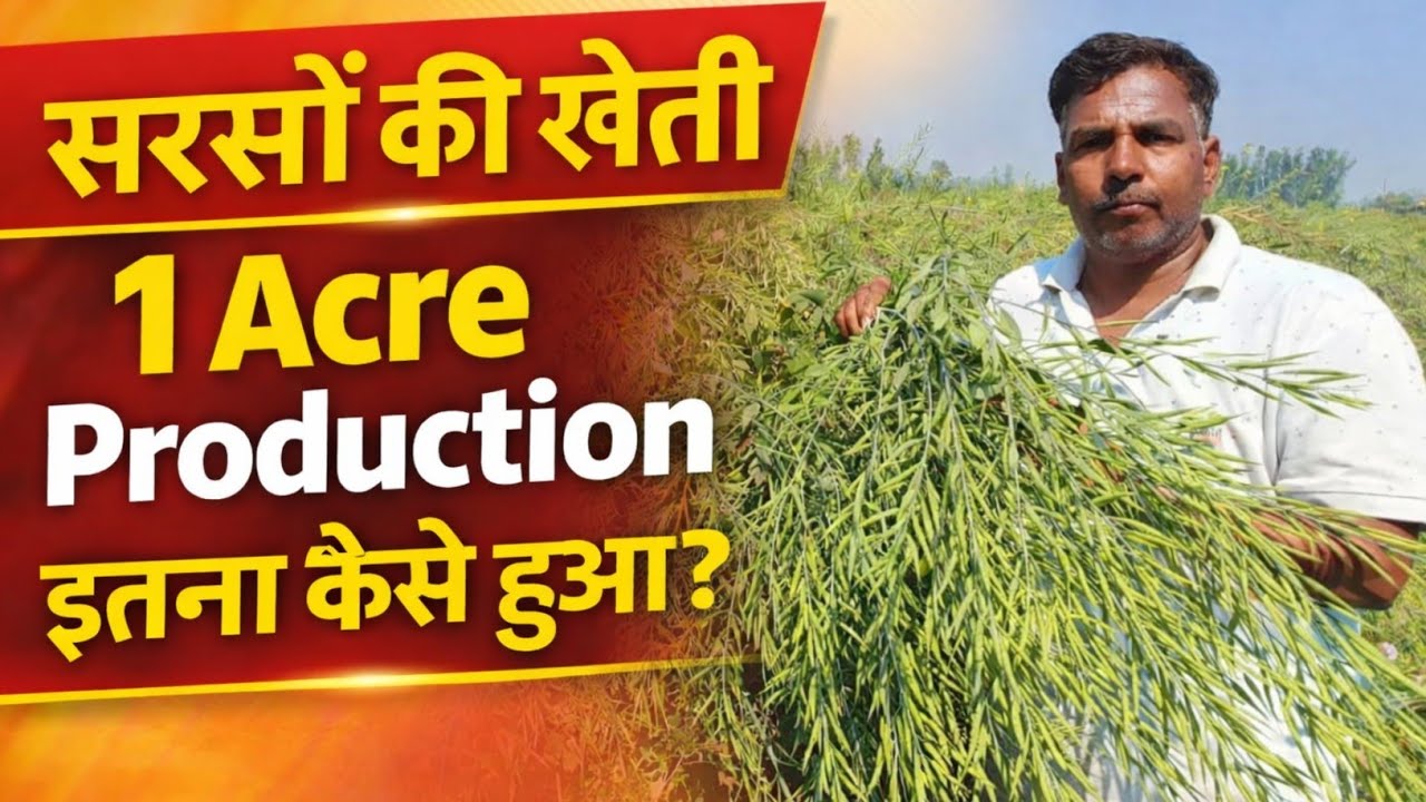 एक एकड़ में 14 क्विंटल सरसों उत्पादन । किसान ने बताया इतना ज्यादा उत्पादन का राज । Sarso ki kheti