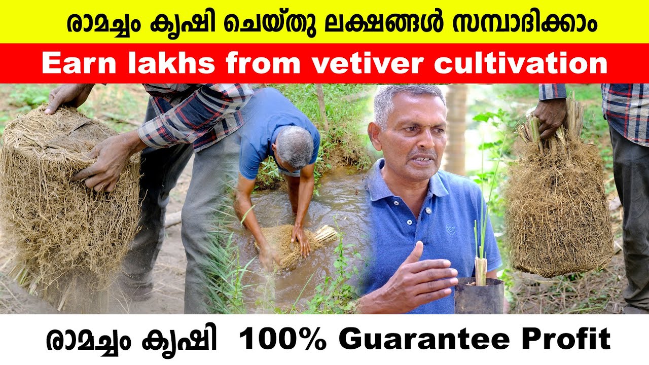 രാമച്ചം കൃഷി ചെയ്തു ലക്ഷങ്ങൾ സമ്പാദിക്കാം You can earn lakhs from vetiver cultivation 