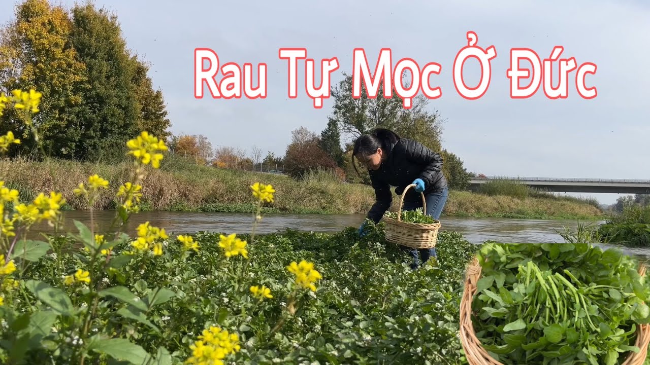 Rau Việt mọc đầy sông, tốt như cỏ. Rau trái ở Đức | Thôn quê nước Đức | Cuộc sống ở Đức