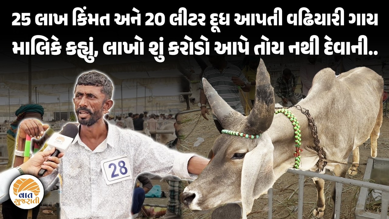 20 લીટર દૂધ આપતી વઢિયારી ગાય બની આકર્ષણનું કેન્દ્ર | Expensive Cow | Vaat Gujarati