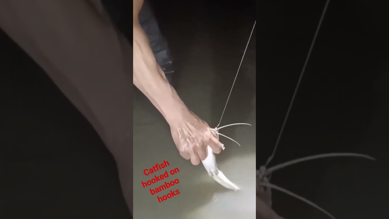 #amazing Catfish hooked on bamboo hooks.