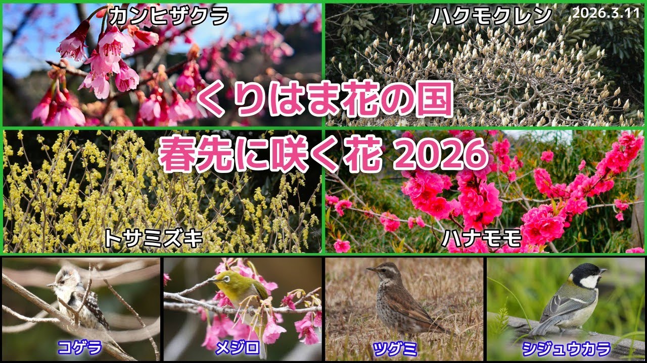 くりはま花の国｜春先に咲く花2026 & 野鳥撮影！