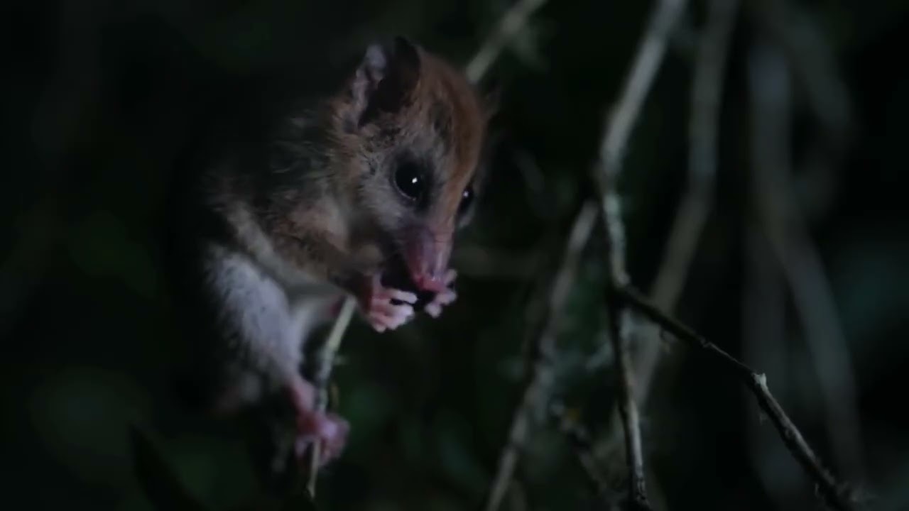 Monito del Monte - Parque Neltume