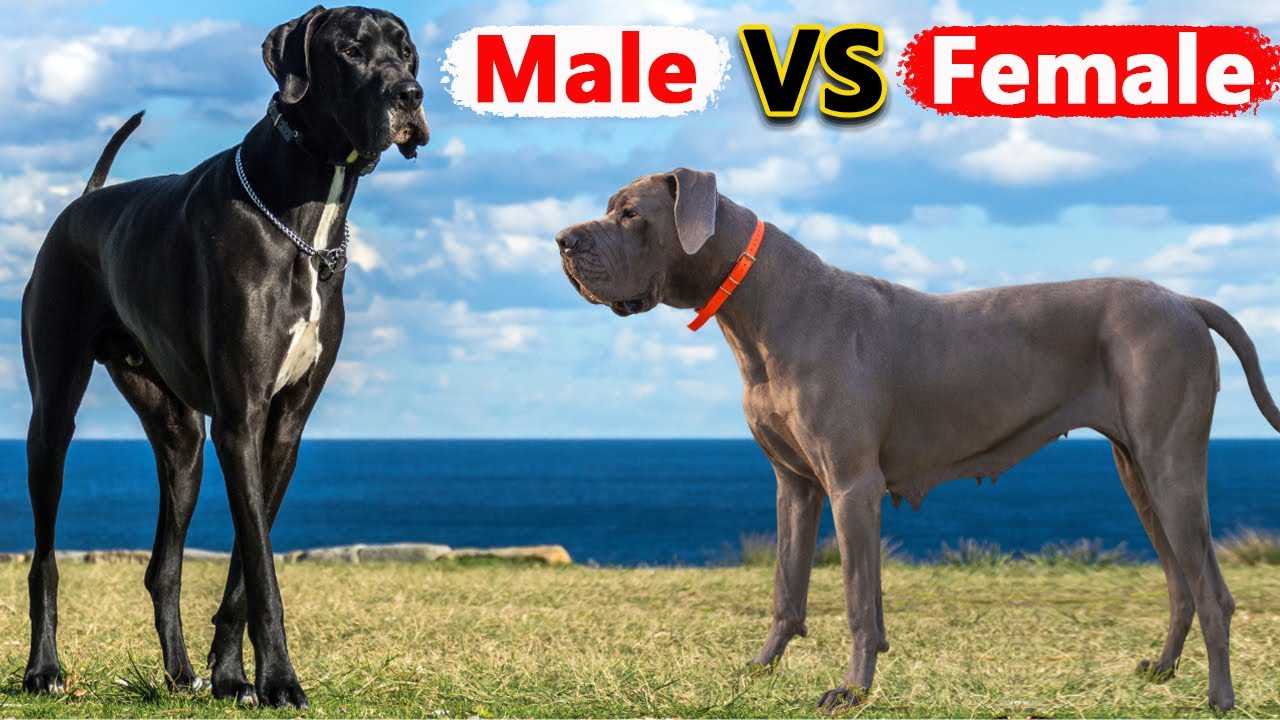 Male Vs Female Great Dane: 7 Differences Between Them