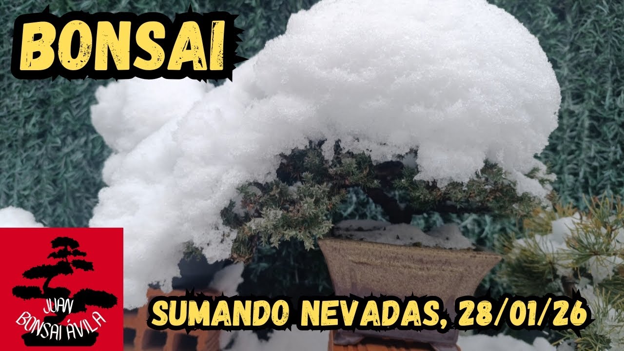Nevada Tornadizos de Ávila, bonsai invernal #bonsai