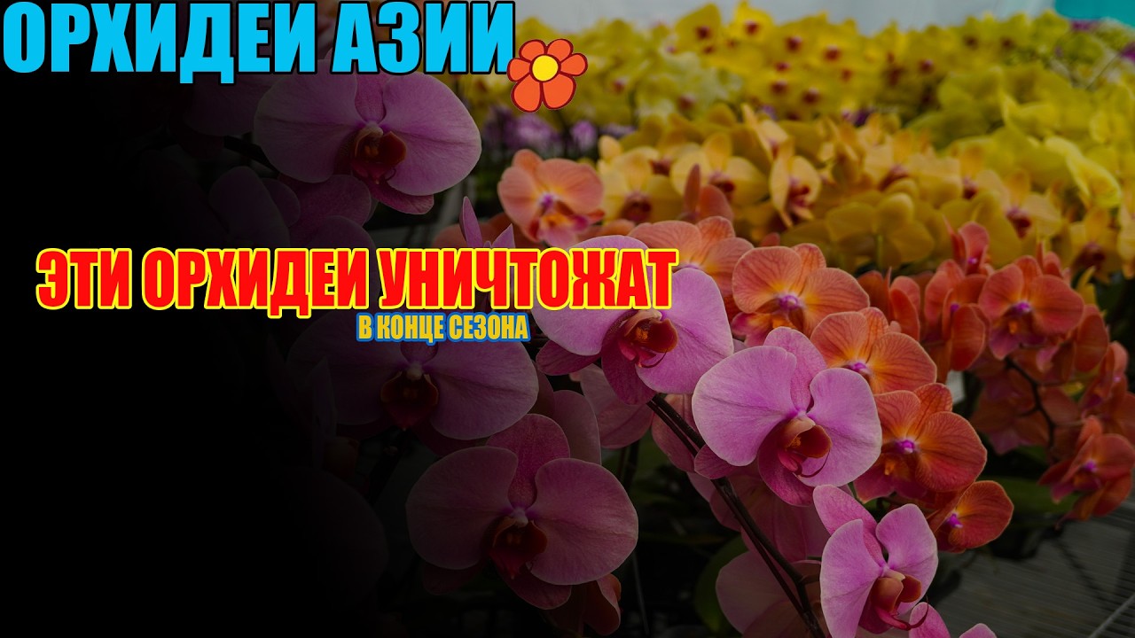 Красивая ферма и жестокая реальность: