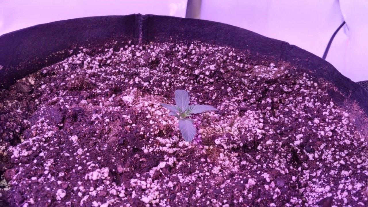 Dutch Passion Seeds Auto Think Different - Day 9