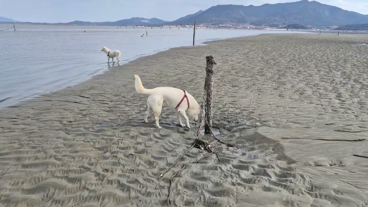 겨울 봄 갯벌나들이 나왔어요