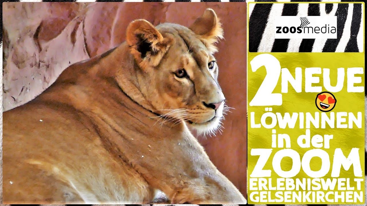 ZOOM Erlebniswelt: Neue LÖWINNEN in Gelsenkirchen 😍 | zoos.media
