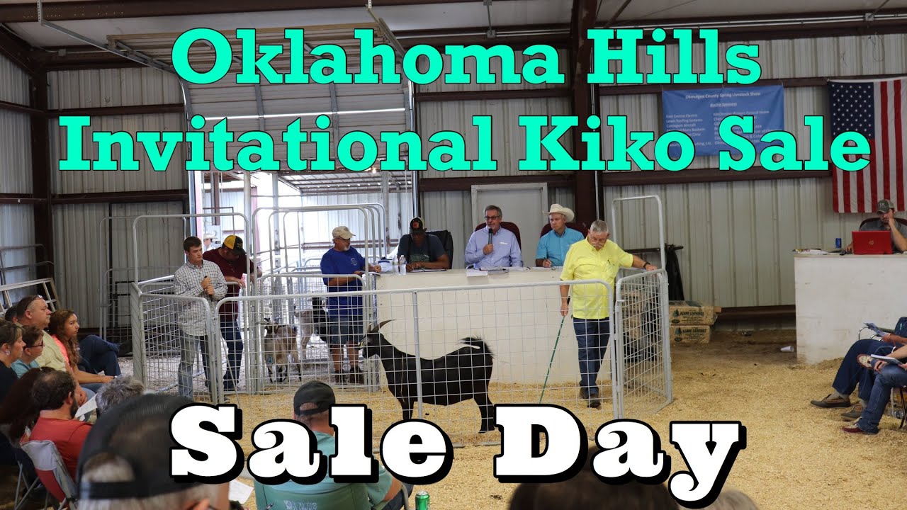 Распродажа козлят Kiko Meat 2020 в Оклахома-Хиллз Invitational | Мы продаём наших коз и выбираем ...