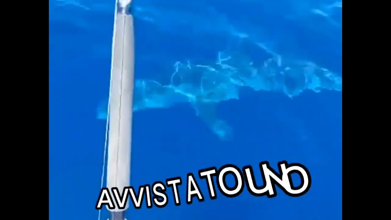 Squalo Bianco avvistato a Livorno