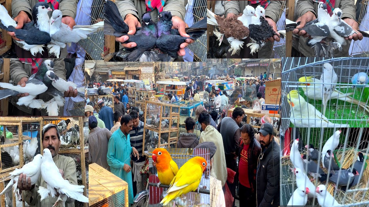 Juma Bazar Birds Market Rawalpindi | Latest Update Fancy Pigeon Market Price Today 21/11/2024
