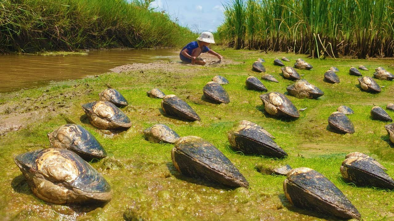 Wow wow wow a lots of oyster, clam in mud dry water at rice field a fisherman dig mud by hand