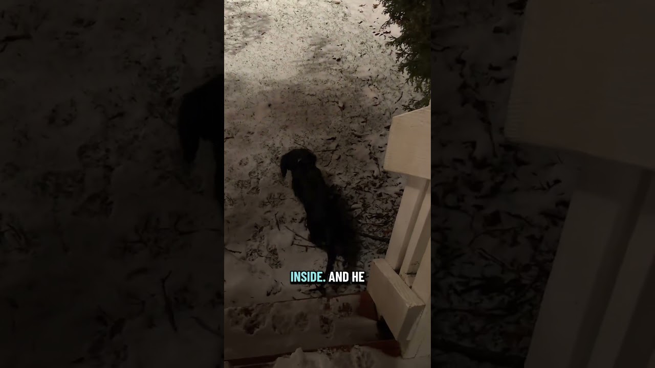 Daushchund puppy potty training probs 