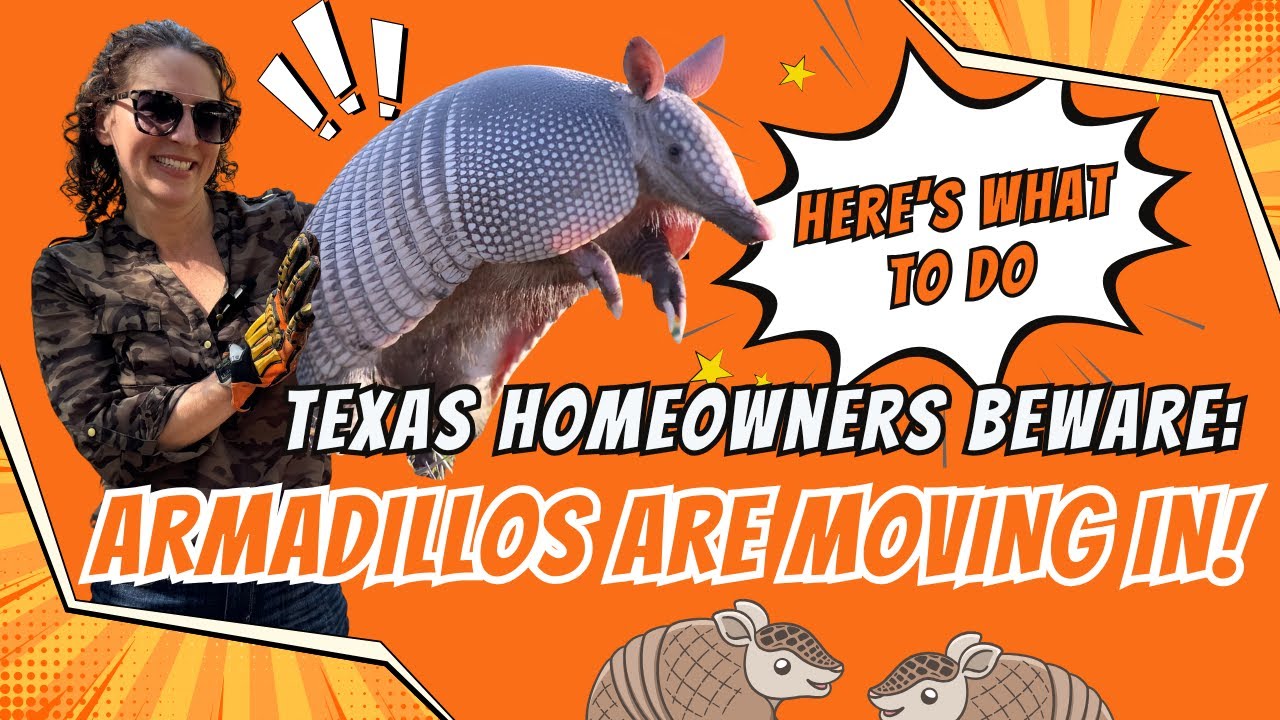 Texas Homeowners Beware: How to Identify and Remove Armadillos Safely