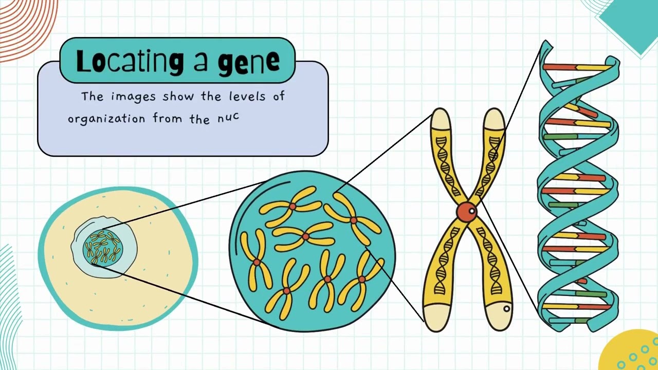 INTRODUCTION TO GENETICS||CELL BIOLOGY ANIMATION