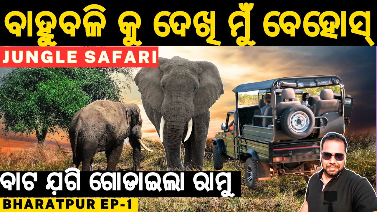 Angry Elephant Encounter At Bharatpur Jungle Safari Odisha | ବିଶାଳ ହାତୀ ବାହୁବଳି  @Just Go Bibhu