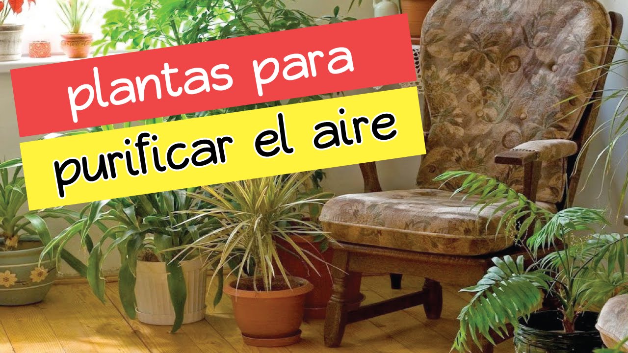 🌱10 plantas de interior que limpiarán el aire de tu casa ☞ 