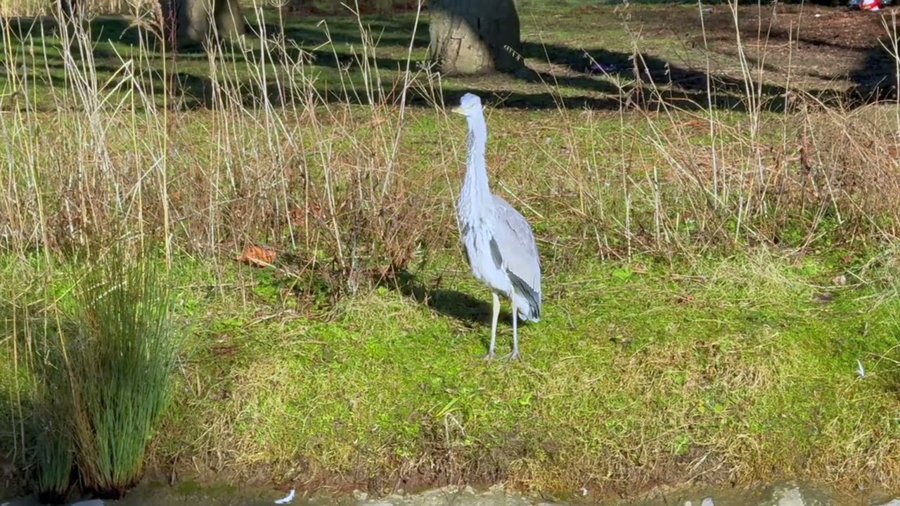 Heron's Delight