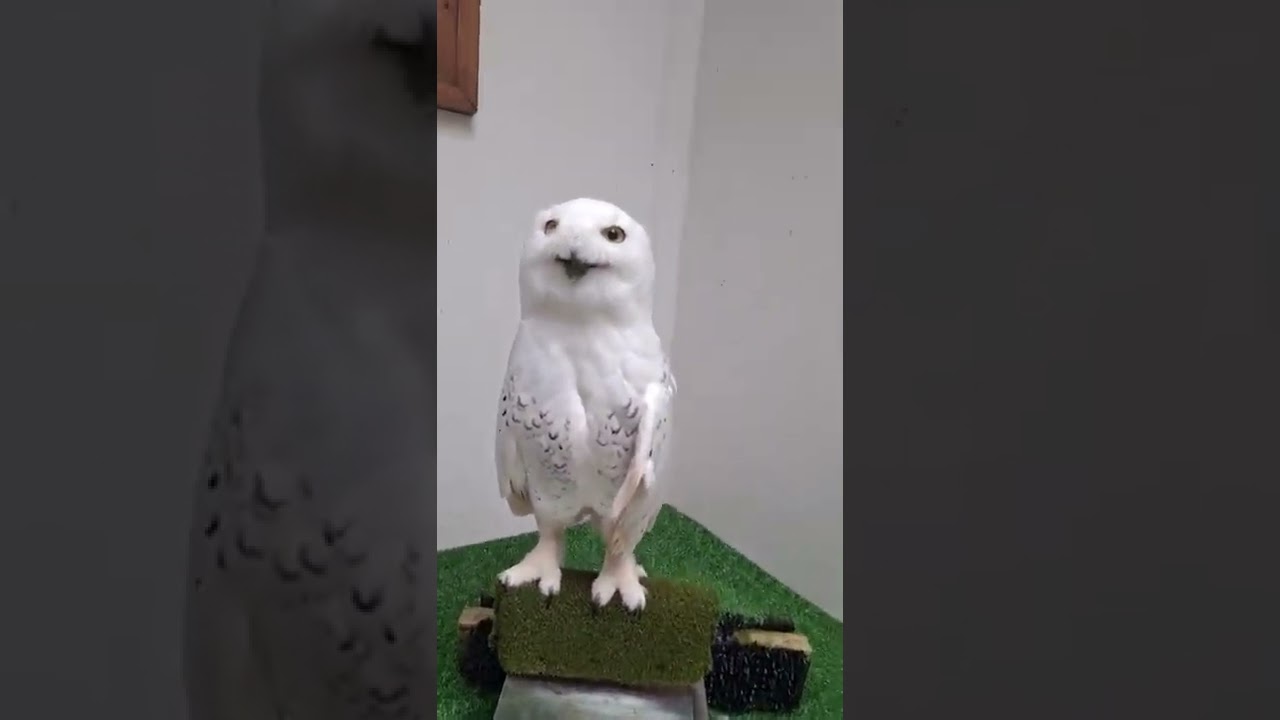 Owl , can I get a Hom? 🤩