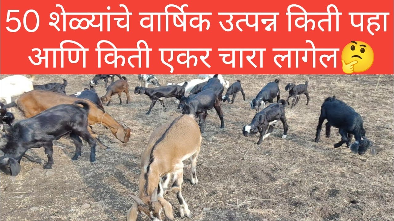 50 शेळ्याचे वार्षिक उत्पन्न किती पहा 💯🤔🐐