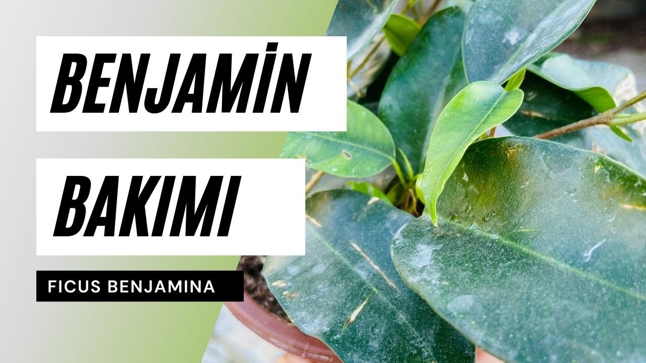 Ficus benjamina Bakımı ve Dikkat Edilmesi Gerekenler | Ev Yeşili 🍃