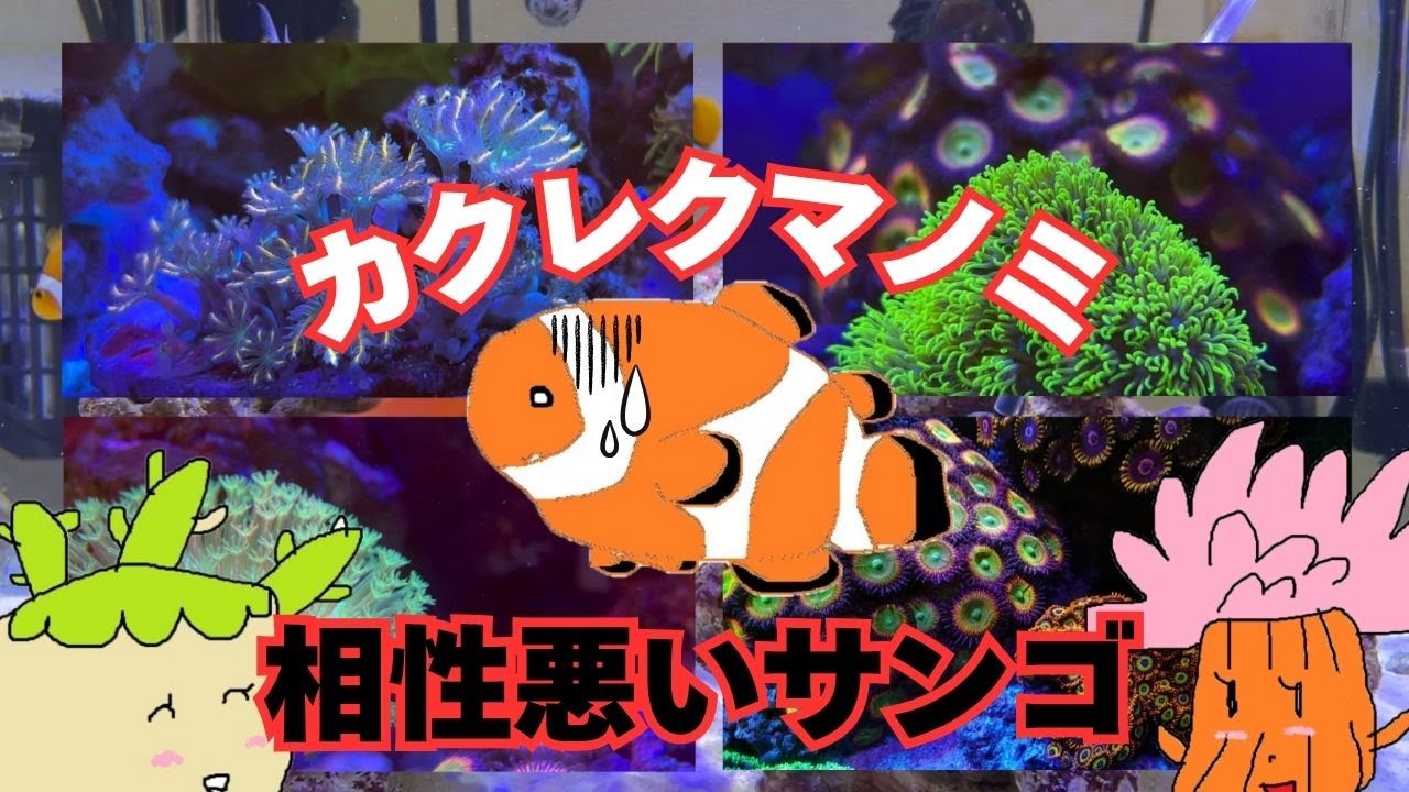 カクレクマノミと相性の悪いサンゴ