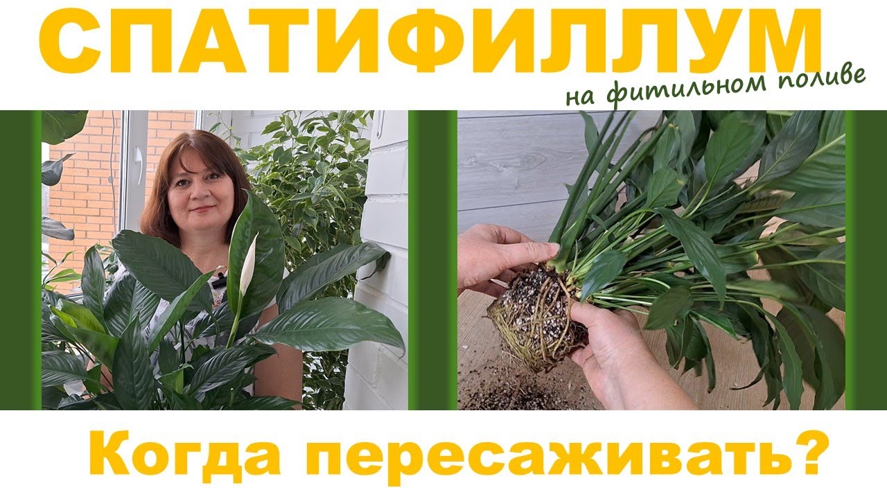 СПАТИФИЛЛУМ на фитильном поливе: когда нужно пересаживать, деление куста, укоренение деток во мху