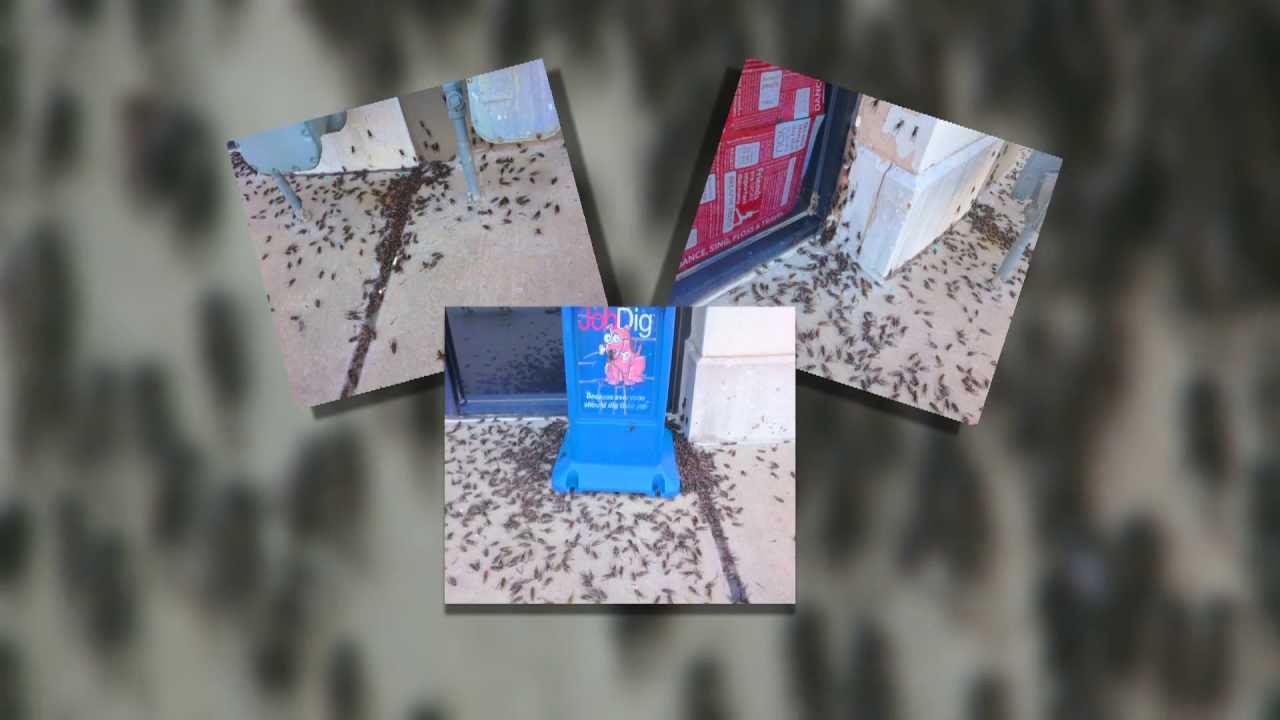 Downtown OKC Crickets