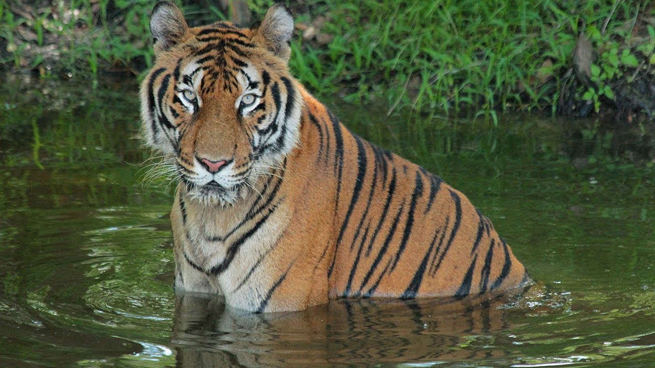 Circus Tiger: A Rescue Story