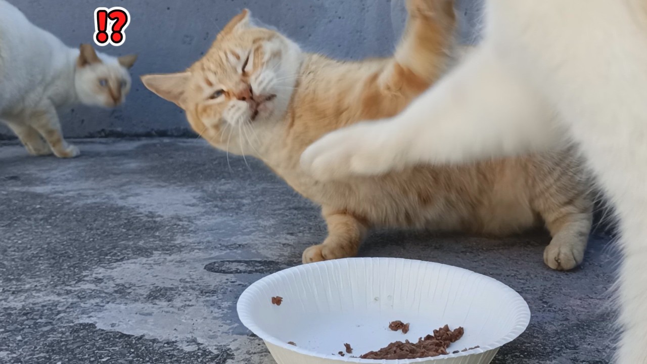 猫の日にごはん奪おうとしたヤツにカウンターぶち込んでみたｗｗｗ👊💥🐈🍚