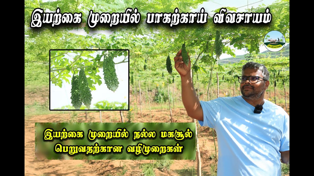 🟢பாகற்காய் விவசாயம் 🟢இயற்கை முறையில் நல்ல மகசூல் பெறுவதற்கான வழிமுறைகள்