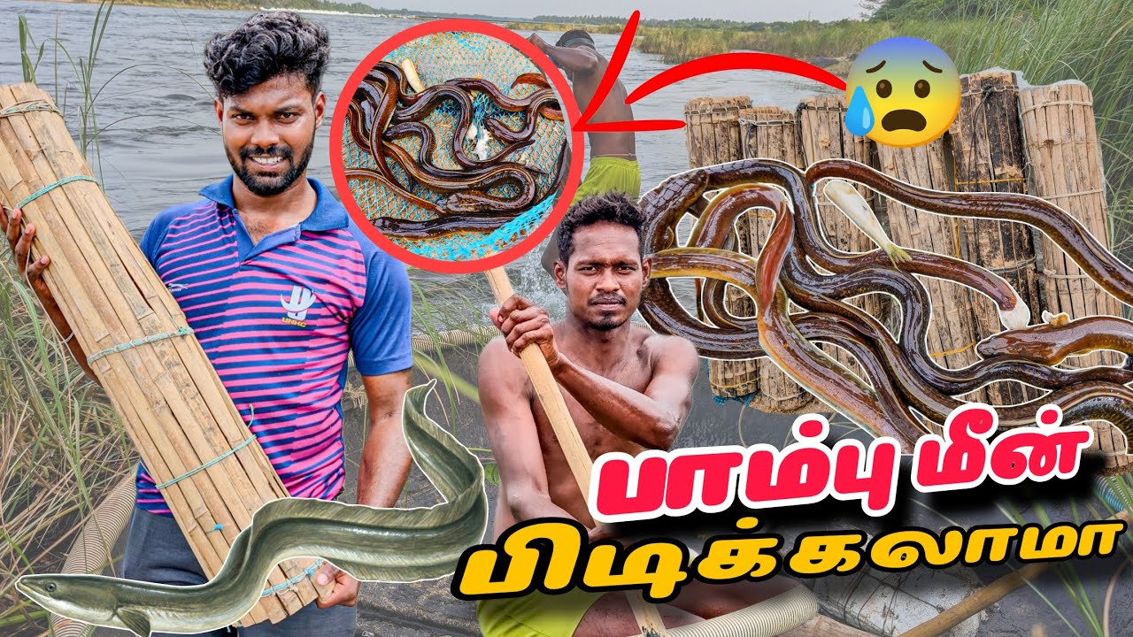😵‍💫 விலாங்கு மீனை பிடிக்க ,சின்ன மீனை வச்சு பெரிய மீன் பிடிக்கும் technique🎣 |Eel fish catching