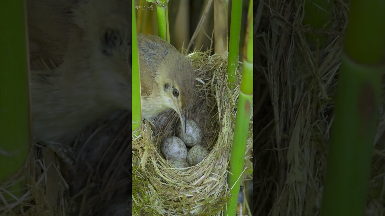 The reed warbler🐦🪺is one of the birds cuckoo chicks target