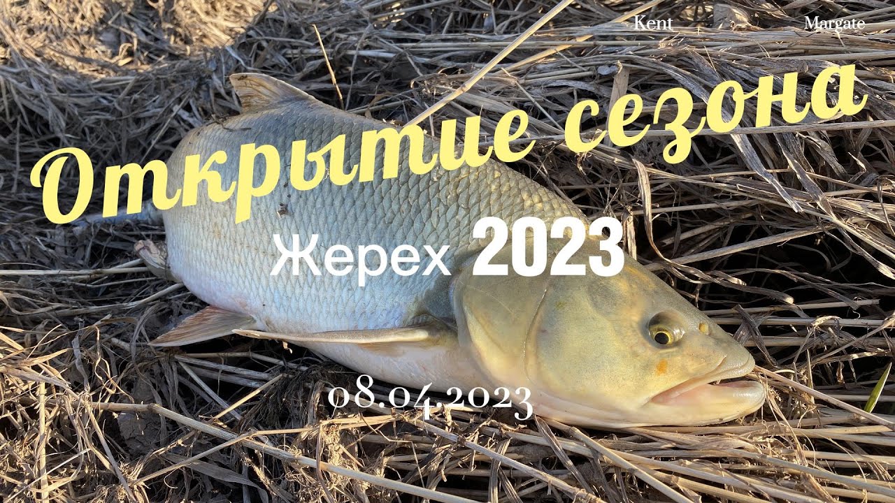 Жерех 2023. Открытие сезона. Апрель.