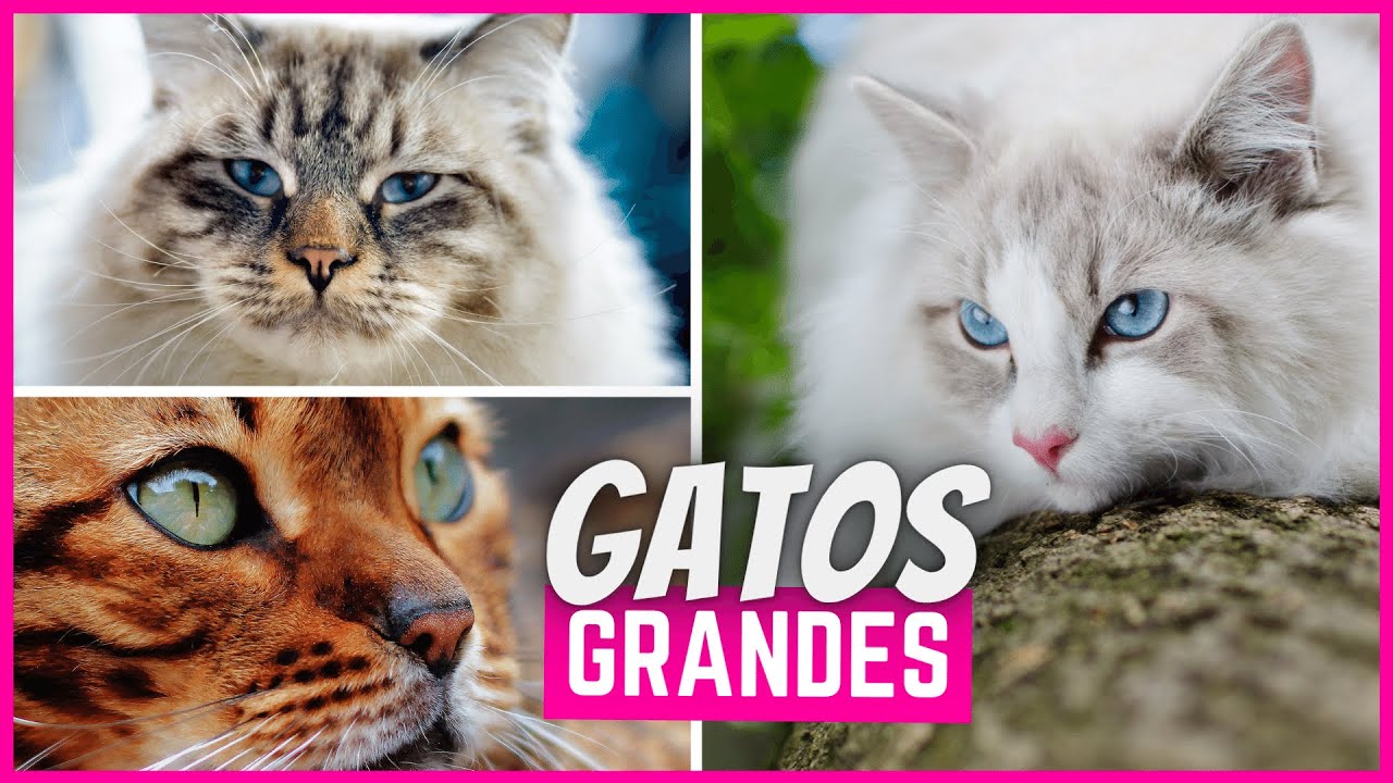 Razas de Gatos Grandes | Los 6 gigantes entre los gatitos