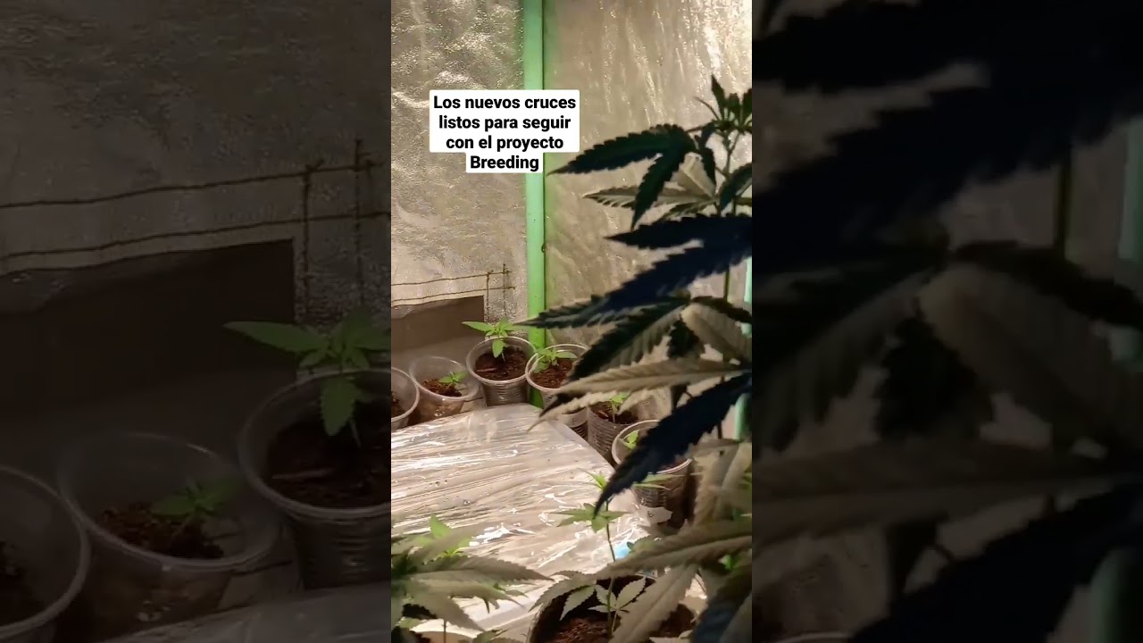 PROYECTO BREEDING #shorts #cannabiseducation #cannabiscountry