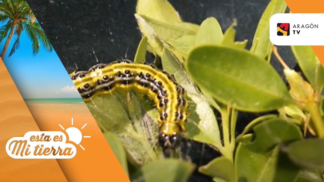 La plaga de la polilla del boj