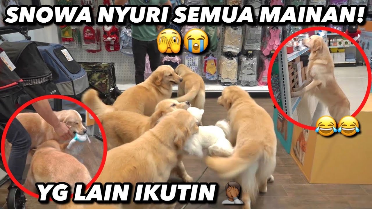 SNOWA RUSUH BGT! NYURI2 MAINAN! 🤦‍♂️🤣