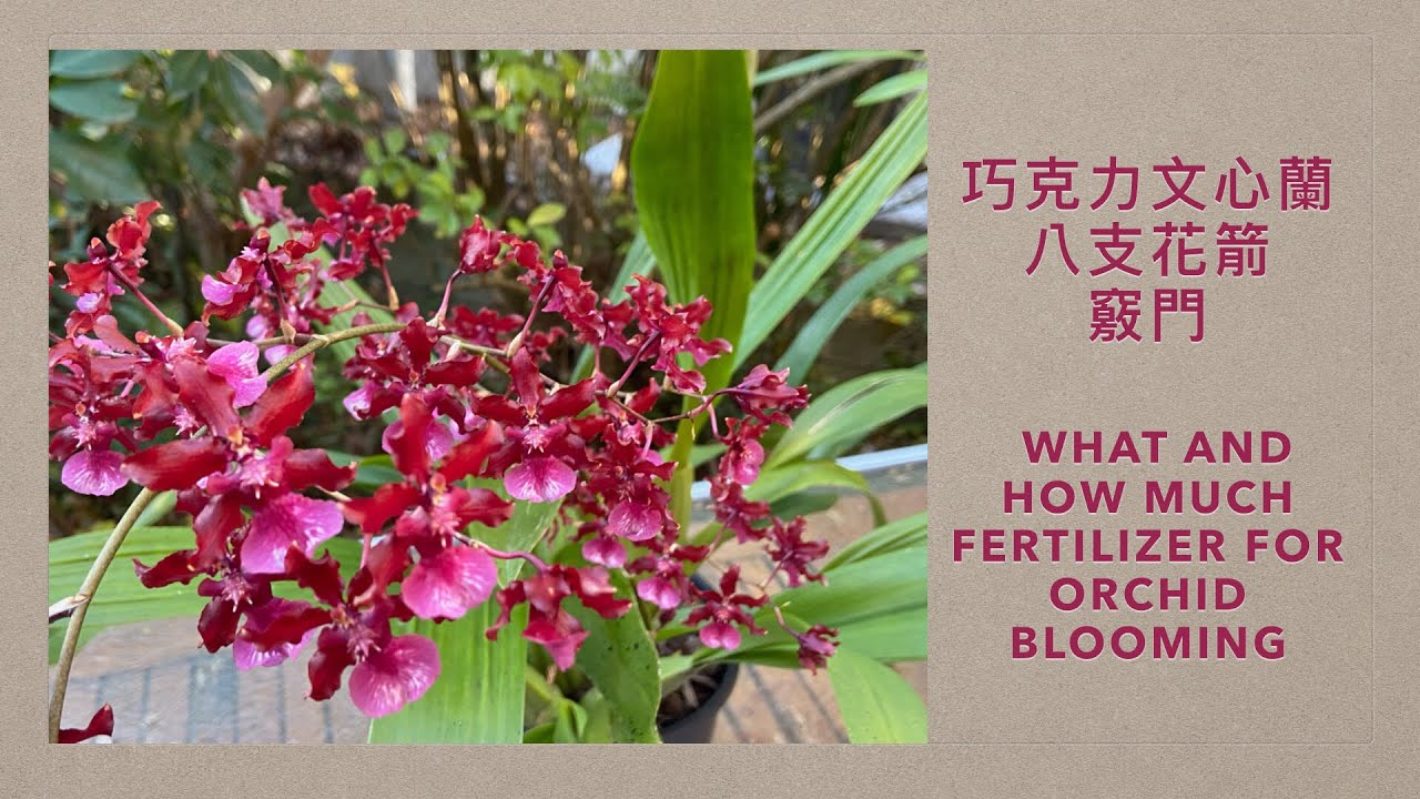 2326 巧克力文心蘭長八支花箭的竅門 what and how much fertilizer for orchid blooming