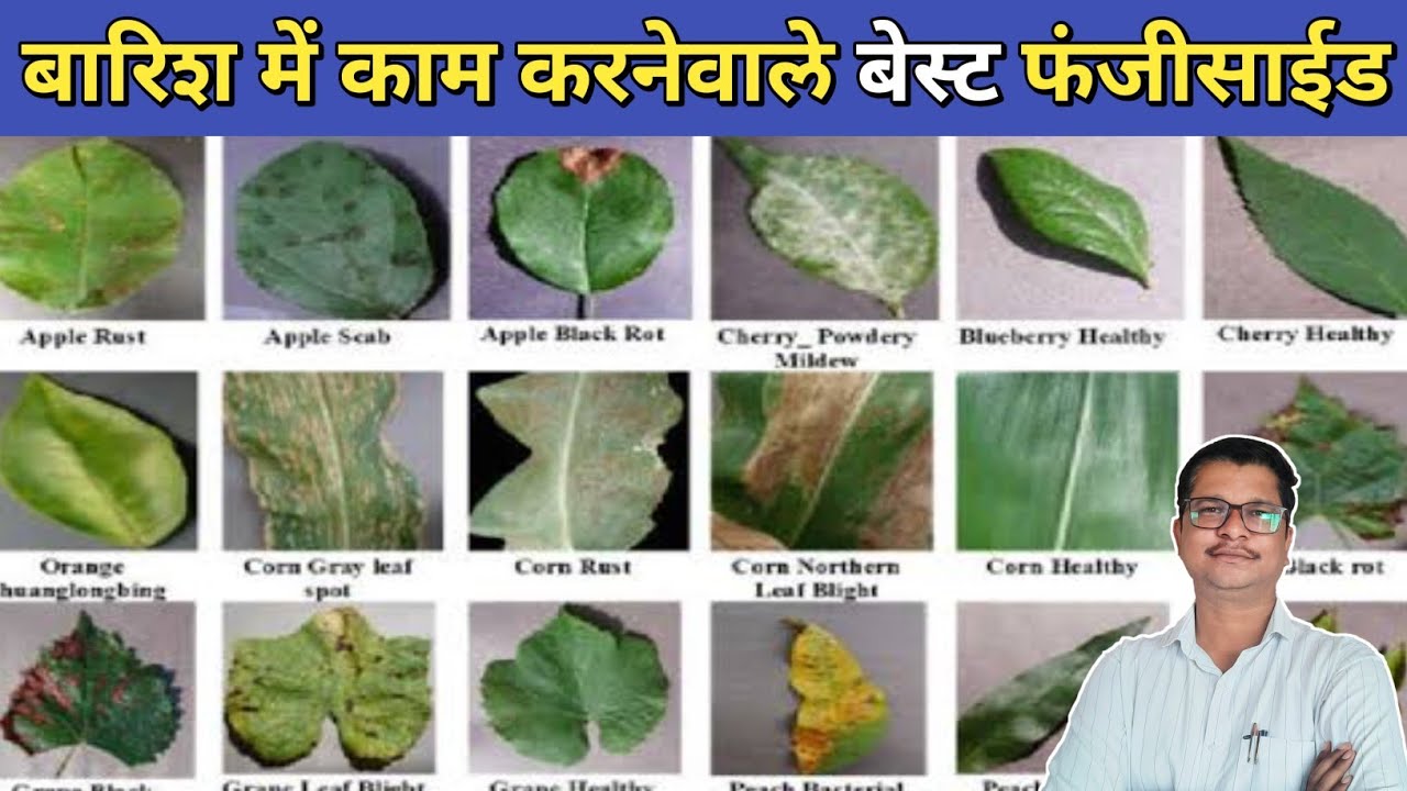बारिश में काम करनेवाले बेस्ट फंजीसाईड । Best Fungicide