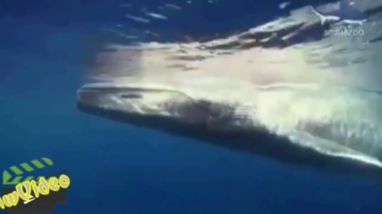 صوت الحوت الأزرق من أعماق المحيط مخيف