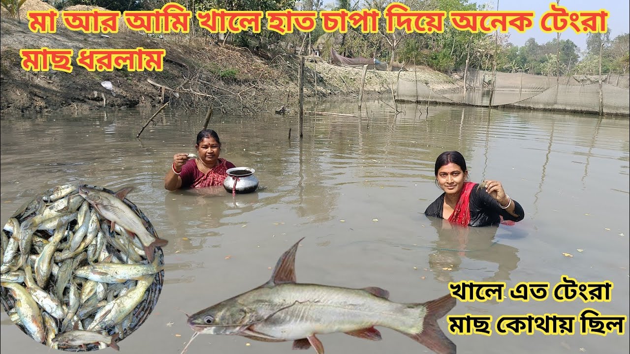 মা আর আমি খালে হাত চাপা দিয়ে অনেক টেংরা মাছ ধরলাম!village fishing || Nandita Sundarban life 
